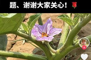 三节反向打卡！布里奇斯8中3仅拿9分&出现4次失误